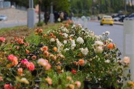 Bitlis’te Mevsimlik Çiçek Ekimine Başlandı