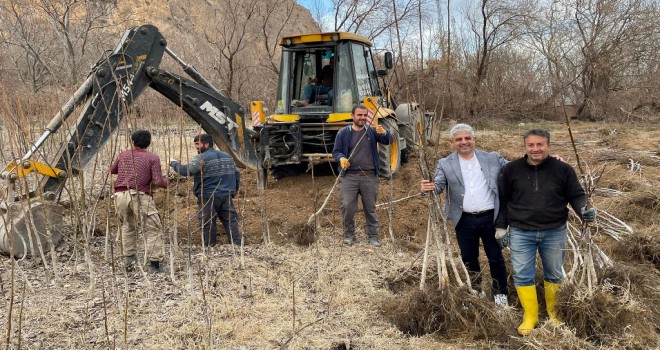 Bitlis’te Yılda 6 Bin 730 Ton Kabuklu Ceviz Üretiliyor
