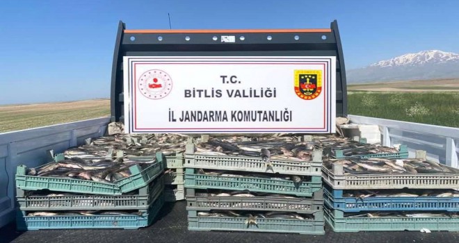 Bitlis’te Kaçak Avlanan 2 Ton 350 Kilogram İnci Kefaline El Konuldu