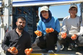 Bitlis'te Domates Hasadı Başladı