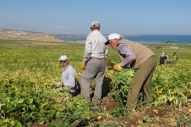 Tatvan’daki Çiftçiler Kuru Fasulye Hasadına Başlandı