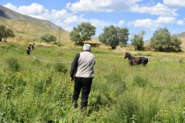 Yaralı at Tatvan’da tedavi altına alındı