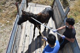Yaralı at Tatvan’da tedavi altına alındı
