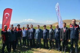 Bitlis'te Domates Hasadı Başladı