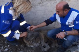 Tatvan Belediyesi Hayvan Kısırlaştırma ve Rehabilitasyon Merkezi bölgeye hizmet ediyor