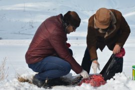 Tatvan'da yabani hayvanlar için doğaya yiyecek bırakıldı