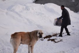 Tatvan’daki hayvanlar için doğaya 1000 kilogram yem bırakıldı