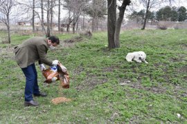 Tatvan’daki sokak hayvanları için doğaya yem bırakıldı