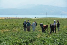 Bitlis'te Domates Hasadı Başladı