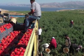 Tatvan’da Bu Yıl 17 Bin 200 Dönüm Domates Ekildi