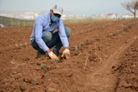 Bitlis’te lavanta fideleri toprakla buluştu