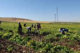 Tatvan’daki Çiftçiler Kuru Fasulye Hasadına Başlandı