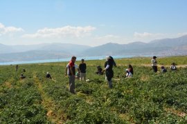 Bitlis'te Domates Hasadı Başladı