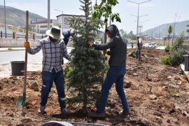 Tatvan’da 250 ağaç toprakla buluştu