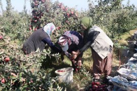 Ahlat’ta Meyveciliğin Geliştirilmesi İçin 4 Milyon Liralık Proje