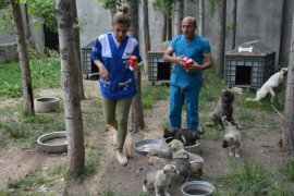 HAYTAP ile İmuneksfarma Bitlis’teki sokak hayvanları için ilaç gönderdi