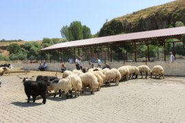 Bitlis’te Kurbanlık Pazarı Kuruldu