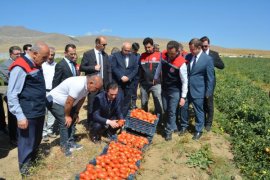 Bitlis'te Domates Hasadı Başladı