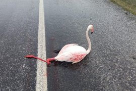 Tatvan’da İlk Müdahalesi Yapılan Yaralı Flamingo Van’a Sevk Edildi
