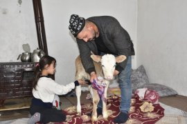 Yoncabaşı Köyü’nde Buzağıya Çorap Giydirip Biberonla Besliyorlar