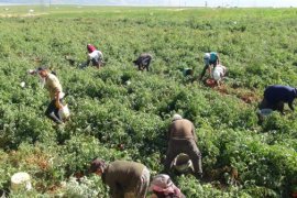 Tatvan’da Bu Yıl 17 Bin 200 Dönüm Domates Ekildi