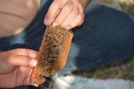 BEÜ’de Arı ve Bal Üretimi Geliştirilirken, Uluslararası Standartta Bal Analizi Yapılıyor