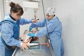 Tatvan’da İlk Müdahalesi Yapılan Yaralı Flamingo Van’a Sevk Edildi