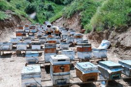 Bitlisli Kadınlar 7 Kovanla Başladıkları Arıcılıkta 100 Kovana Ulaştı