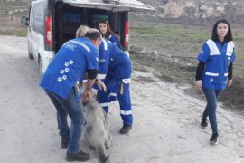 Tatvan Belediyesi Hayvan Kısırlaştırma ve Rehabilitasyon Merkezi bölgeye hizmet ediyor