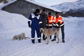 Tatvan’daki hayvanlar için doğaya 1000 kilogram yem bırakıldı