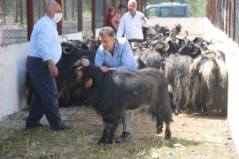 Bitlis’te Kurbanlık Pazarı Kuruldu