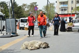 Tatvan’daki Sokak Hayvanlarına Yönelik Aşılama Çalışmaları Yapıldı