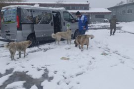 Tatvan’daki Sokak Hayvanları Unutulmadı