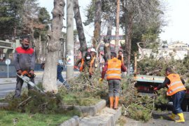 Tatvan’daki park, bahçe ve orta refüjlerde ağaç budama ve çimlendirme çalışması başlatıldı