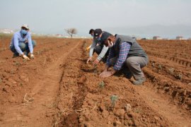 Bitlis’te lavanta fideleri toprakla buluştu