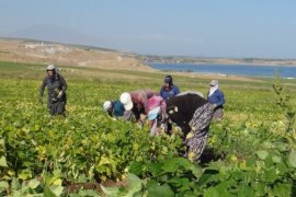 Tatvan’daki Çiftçiler Kuru Fasulye Hasadına Başlandı