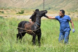 Yaralı at Tatvan’da tedavi altına alındı