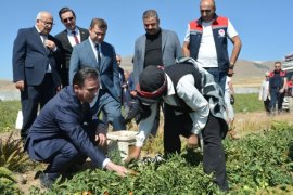 Bitlis'te Domates Hasadı Başladı
