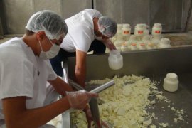 Bitlisli Girişimci Devlet Desteğiyle Peynir Fabrikası Kuruyor