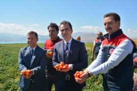 Bitlis'te Domates Hasadı Başladı