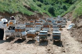 Bitlisli Kadınlar 7 Kovanla Başladıkları Arıcılıkta 100 Kovana Ulaştı