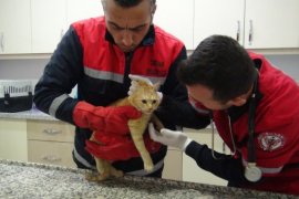 Afet Bölgesinde Kurtarılan 25 Kedi Tatvan’a Getirildi