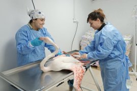 Tatvan’da İlk Müdahalesi Yapılan Yaralı Flamingo Van’a Sevk Edildi