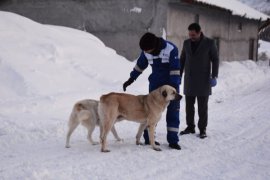 Tatvan’daki hayvanlar için doğaya 1000 kilogram yem bırakıldı