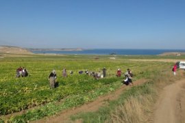 Tatvan’daki Çiftçiler Kuru Fasulye Hasadına Başlandı