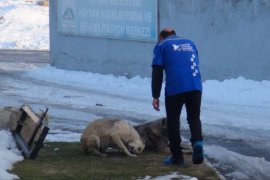 Tatvan’daki Sahipsiz Sokak Hayvanlarının Aşılı Olduğu Belirtildi