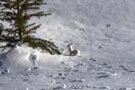 BEÜ Kampüsü'nde görülen gelincik