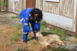 Havanseverler Bitlis Hayvan Bakım ve Rehabilitasyon Merkezi’ni ziyaret etti