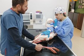 Tatvan’da İlk Müdahalesi Yapılan Yaralı Flamingo Van’a Sevk Edildi