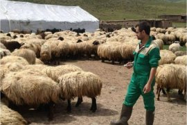 Çiftçiler hayvan ölümlerine karşı bilgilendirilmeye devam ediliyor